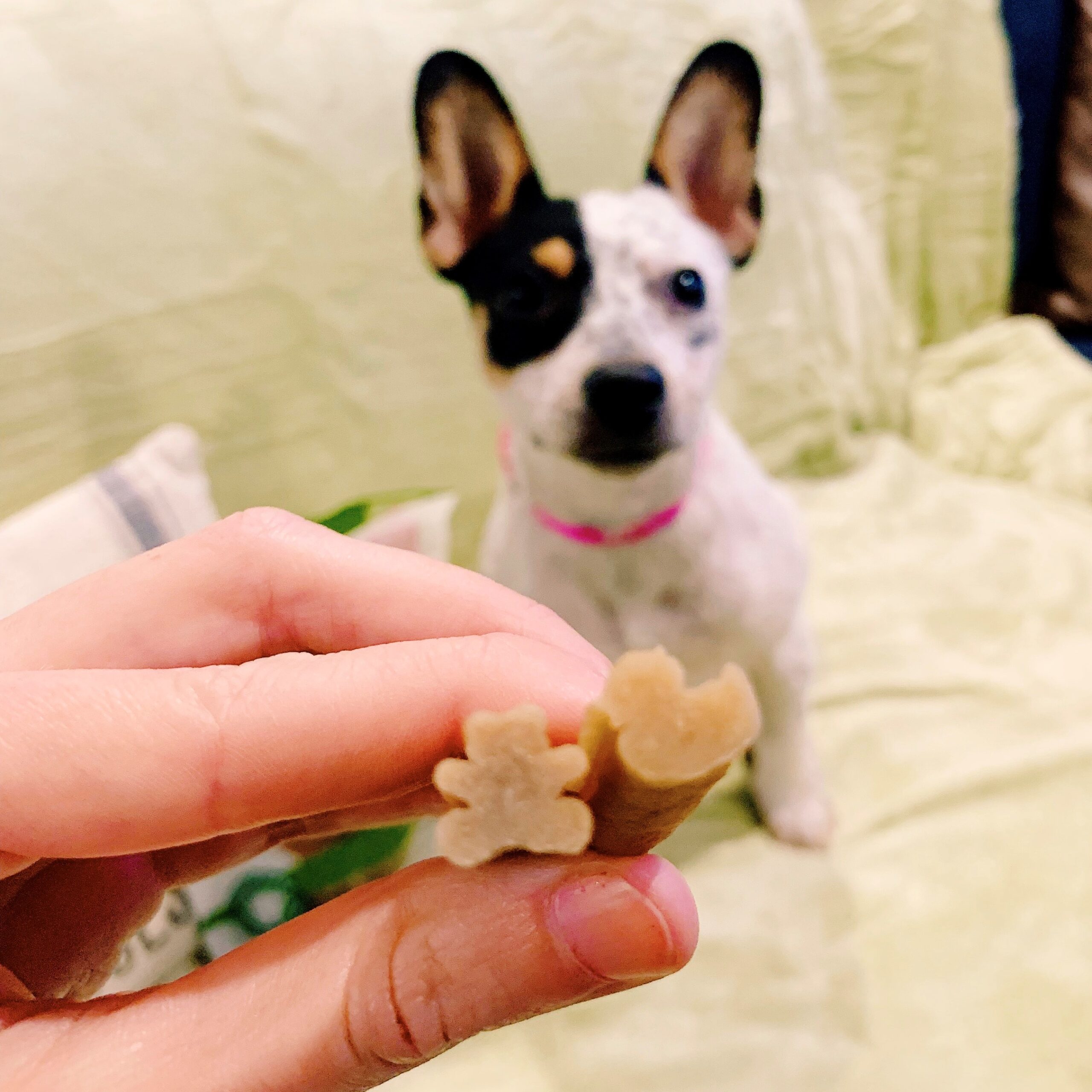 whimzees dog chews safe